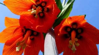 FRITILLARIA IMPERIALIS RUBRA [upl. by Grayce]