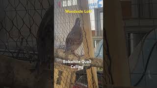 Bobwhite Quail Call woodsideloft woodsideloft [upl. by Oiragelo]