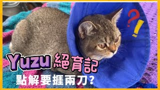 貓meow系列］ Yuzu貓女絕育記 ｜Feliway 貓香薰用後感 ｜英國 [upl. by Aseretairam]