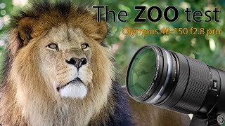 Zooming into Wildlife Olympus 40150mm f28 Lens Tested at Copenhagen Zoo [upl. by Spiros307]