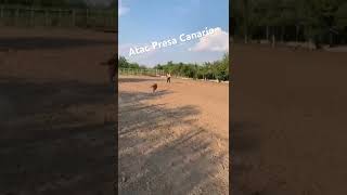 Atac Presa Canario romania dogtraining presacanario [upl. by Petras999]