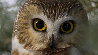 Cute Northern Sawwhet Owl [upl. by Anitsyrk]