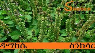 Damakese  Sinksar ዳማከሴ  ስንክሳር [upl. by Kopaz]