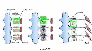 Development of the Somites and Neural Tube [upl. by Itoyj]