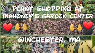 🪴Super Cool Mahoneys Garden Center 🙂 plants nature roots love plantcare yoga new colors [upl. by Berlyn251]