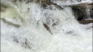 Chinook salmon navigate some rapids on Idahos South Fork Salmon River [upl. by Rickie]