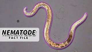 Nematoda Facts ROUNDWORM Facts and Information  Animal Fact Files [upl. by Susejedairam]