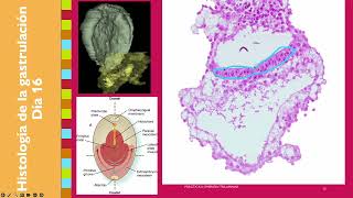 Embrión trilaminar práctica [upl. by Aicnerolf258]