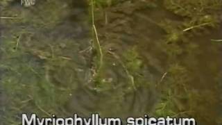 Eurasian watermilfoil Myriophyllum spicatum [upl. by Ahsiekar311]