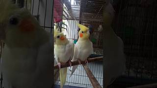 Cocktail pakhibirds vediobdbird lovebirds trending trendingshorts viralvideo [upl. by Aehsal]