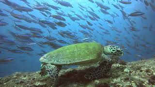 Encountering Eretmochelys imbricata while snorkeling [upl. by Rosemary]