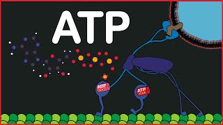 ATP Molecule [upl. by Oilisab]