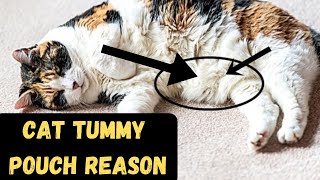 Why Your Cat Has A Primordial Pouch Fat Saggy Belly Flap [upl. by Aisined]