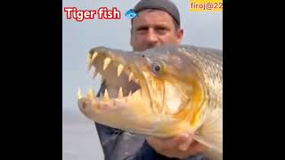 Tiger fish🐟 tigerfish viralvideo firoj22 viralreels fishvideo sharks [upl. by Shushan401]