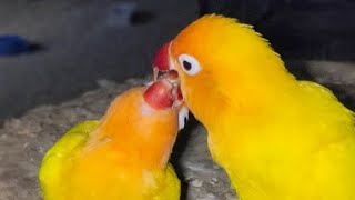 Love birds mutationsvarieties their sound and chirping ♥️🏠 [upl. by Burrows]