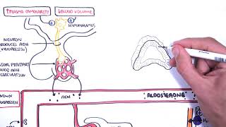 Hormones in body fluid homestasis ADHvasopressin Aldosterone and Natriuretic peptides [upl. by Isiahi889]