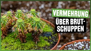 163 Zwergdrosera einfach vermehren über Brutschuppen [upl. by Bigot]