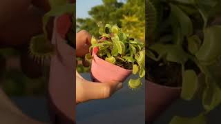 Weakness fly trap plantyoutube yt [upl. by Leirej858]