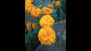 Marigold flower🧡marigoldflowerloversshortvideo [upl. by Arikehs387]