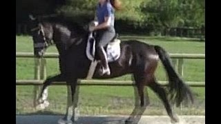 wwwsporthorsesonlinecom 2011 black Hanoverian gelding small price [upl. by Solohcin111]