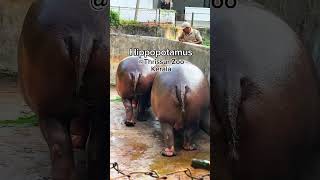 Hippopotamus Live Thrissur Zoo Keralathrissurzoo zoo hippopotamus [upl. by Zurn]