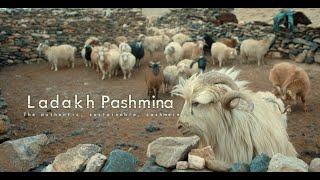 Ladakh Pashmina The authentic sustainable cashmere [upl. by Romito]