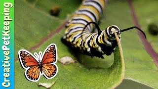 How to raise a caterpillar into a butterfly 🦋 SAVE THE MONARCHS [upl. by Dduj]