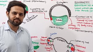 Embryonic induction  Speman  Mangold  NBF  FBISE  Class 12 [upl. by Issirk875]