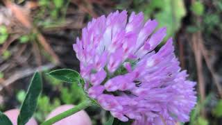 Trifolium pratense Red clover Çayır gülü Kırmızı yonca Yonca Çayır dutu IMG 0620 [upl. by Ativad941]