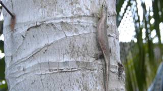 Olive Tree Skink Dasia Olivacea [upl. by Rukna]