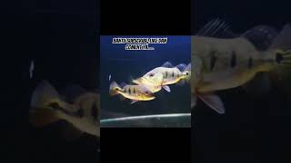 IKAN PEACOCK BASS SB LANGKA HANYA ADA SEDIKIT DIPASARAN fish ikanpredator shorts VIRAL [upl. by Eeluj196]