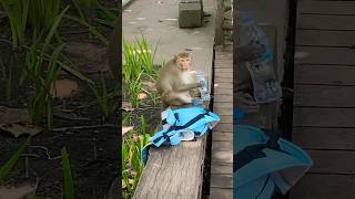 I found Yemassee escaped monkey sitting drinking water [upl. by Attolrahc]