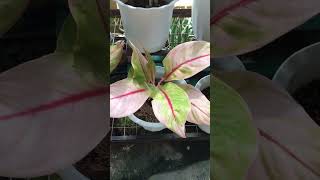 Aglaonema Multi Stem yellowlemon alexandrite plantscollection plantpropagation [upl. by Derraj]