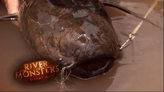 The Wheezing Fanged Lungfish  LUNGFISH  River Monsters [upl. by Illom]