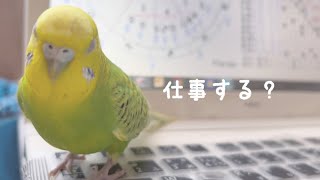 仕事をしようとするとキーボードに乗ってしまうインコたちParakeet and cockatiel are always together [upl. by Ailama]