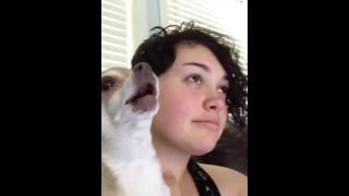 Chihuahua Rage  Teacup Chihuahua Barking and Growling [upl. by Carroll]