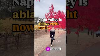 Napa Valley is ablaze with fall colors right now Details in description californiatravel bayarea [upl. by Adnak]