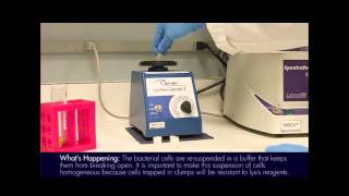 Plasmid Mini Prep Protocol [upl. by Sheepshanks]