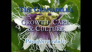 The Granadilla Growth Care and CulturePassiflora edulis [upl. by Malena]