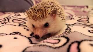 ORIGINAL VIDEO Kitty sits on hedgehog [upl. by Cleres]