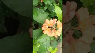 Crosanda flower 🏵️🏵️🌼🌼🌸🌸💮💮 Mukta vlog 🏡 [upl. by Vassell]