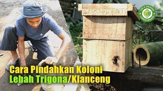 Cara Memindahkan Koloni Lebah Trigona Kelulut Klanceng [upl. by Mahalia]