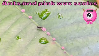 Pink wax scales Ceroplastes rubens and ants  A few fun facts about these strange creatures [upl. by Sedlik]