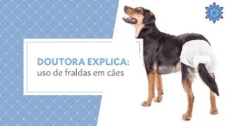 Doutora Explica Uso de fraldas em cães [upl. by Gurolinick]