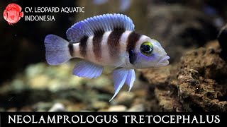 Neolamprologus tretocephalus The OUTSTANDING Five barred cichlid Leopard Aquatic I026B [upl. by Eillime405]