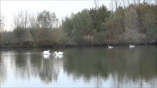 volwassen Knobbelzwanen  Cygnus olor  Mute Swan  verjagen jongen zwanen 2 [upl. by Zannini]