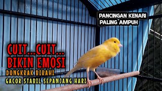 Kenari cuit cuit bikin emosikenari gacorcanarysinging birds canarysinging pancingankenarigacor [upl. by Seleta]