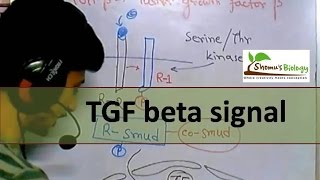 TGF beta signaling [upl. by Horick799]