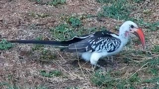 Northern redbilled hornbill Tockus erythrorhynchus at African Animals mpalaliveorgexploreorg [upl. by Cumine395]