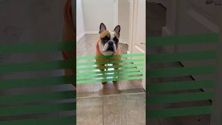 Dogs reacts to the painters tape challenge 🤣 dogs short pets [upl. by Ddal]